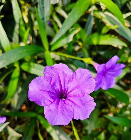 秋天开的花寓意什么？常见秋季花卉的象征意义解析？