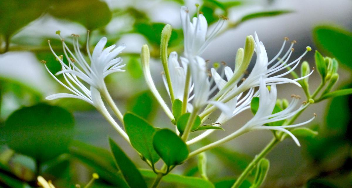 金银花花语是什么？了解金银花的象征意义和用途？