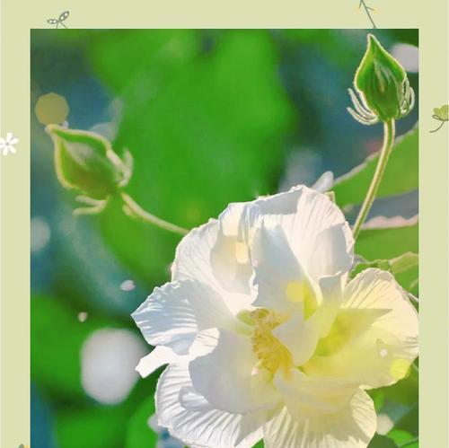 芙蓉的花语是什么？如何用芙蓉花表达情感？