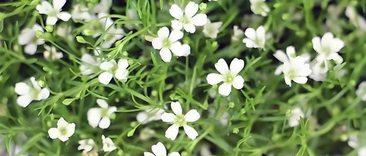 什么花语代表慢悠悠？慢悠悠的花语有哪些含义？