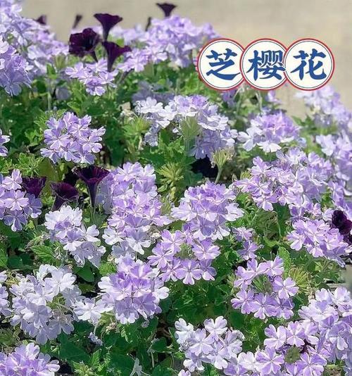 樱花花语是什么？如何理解樱花的象征意义？