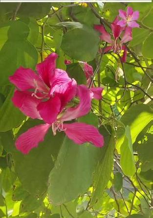 什么花代表亲情深厚？亲情深厚的花有哪些？
