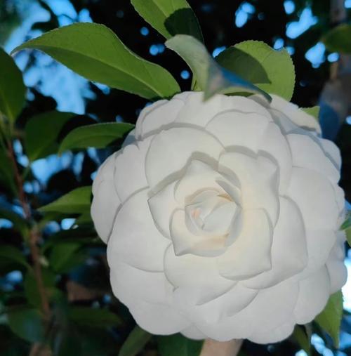 什么花代表亲情深厚？亲情深厚的花有哪些？