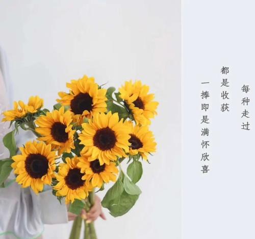 太阳捕手的花语是什么？这种植物的象征意义有哪些？