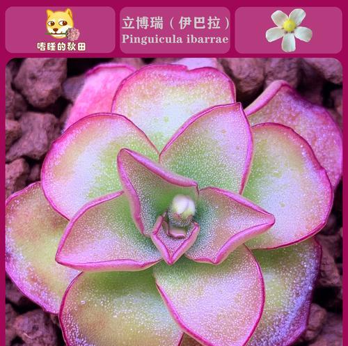 太阳捕手的花语是什么？这种植物的象征意义有哪些？