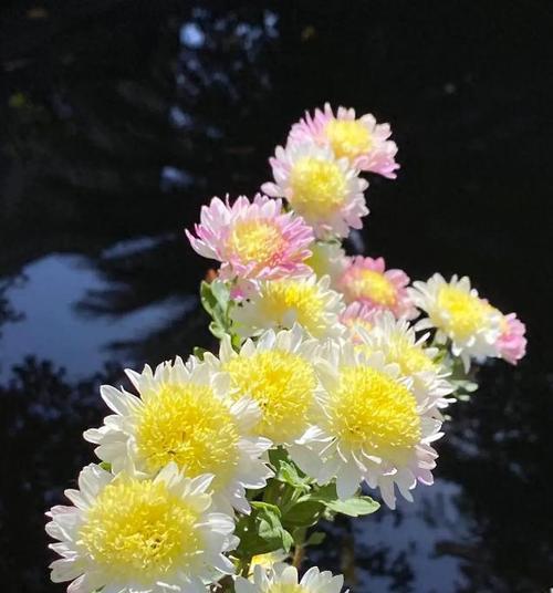 象征不幸和厄运的花是什么花？如何避免使用这些花？