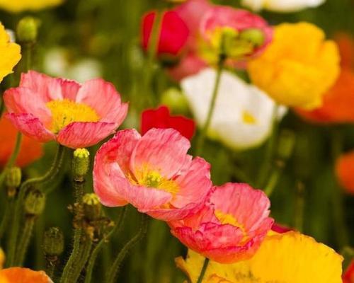 象征不幸和厄运的花是什么花？如何避免使用这些花？