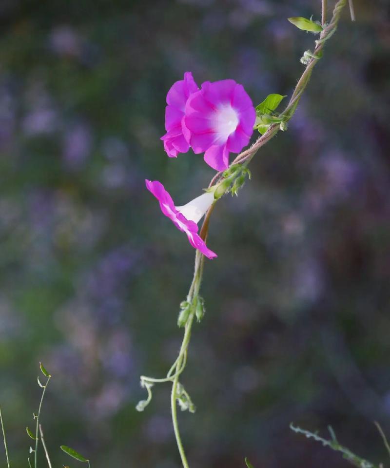 什么花代表努力？揭秘努力的花语含义是什么？