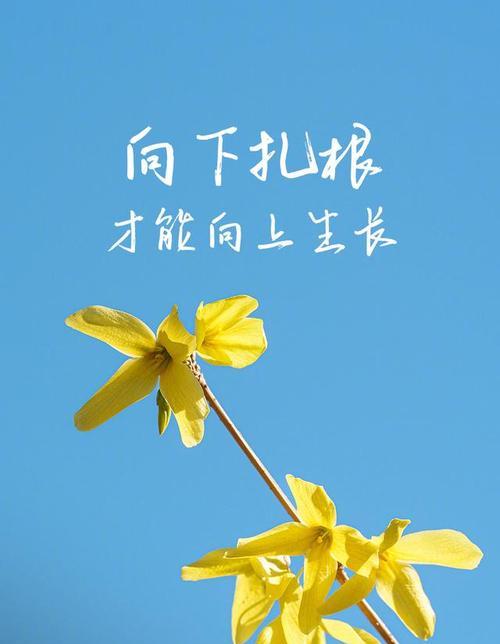 什么花代表努力？揭秘努力的花语含义是什么？