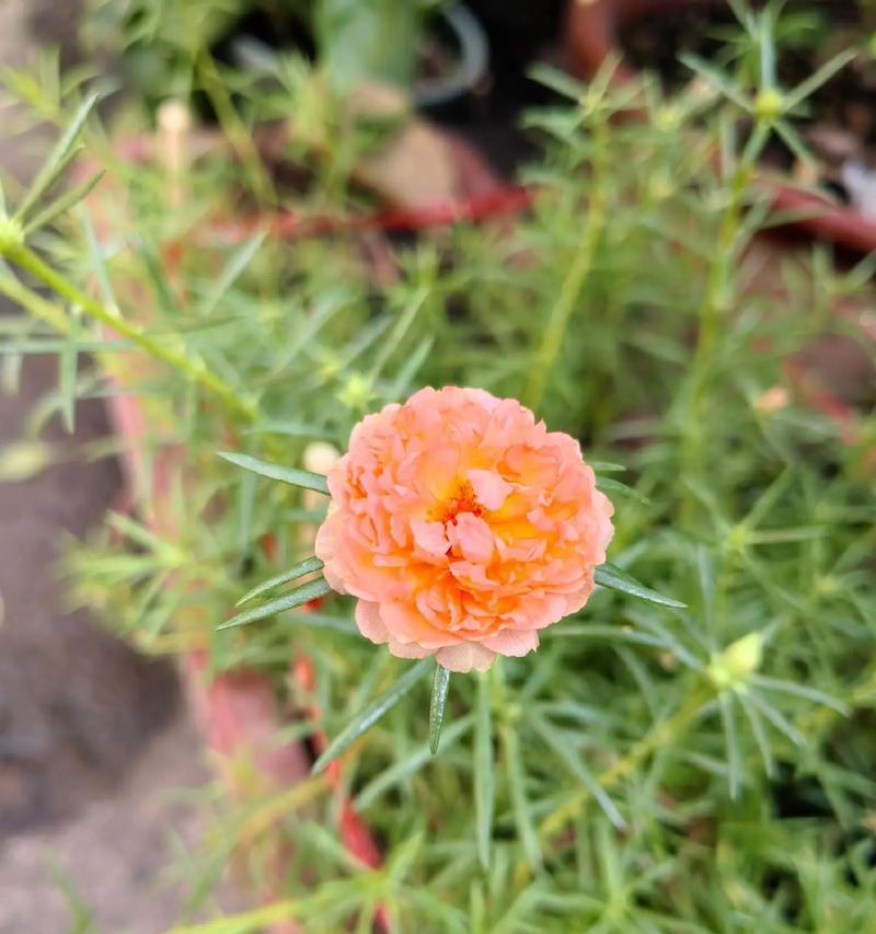 什么花代表努力？揭秘努力的花语含义是什么？