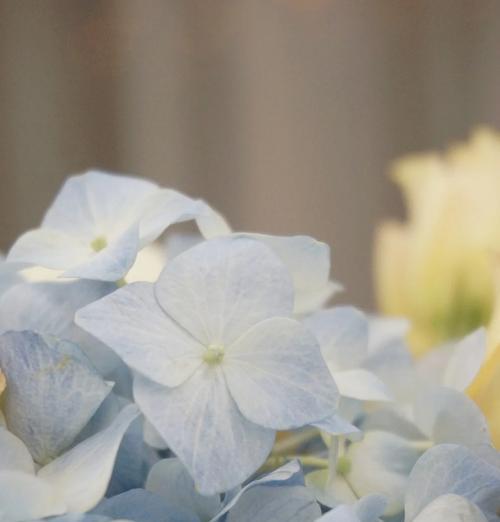 什么花代表烂漫？烂漫花语的含义是什么？