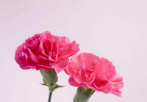 象征母亲的是什么花？母亲节送什么花最合适？