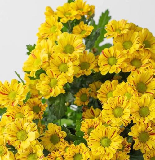 小雏菊的花语是什么？如何用小雏菊表达爱意？