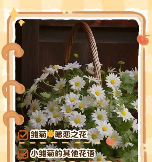 小雏菊的花语是什么？如何用小雏菊表达爱意？