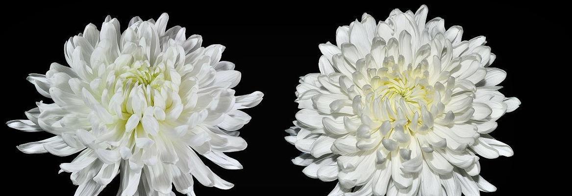 两白一黑的花代表什么？花语含义有哪些疑问？