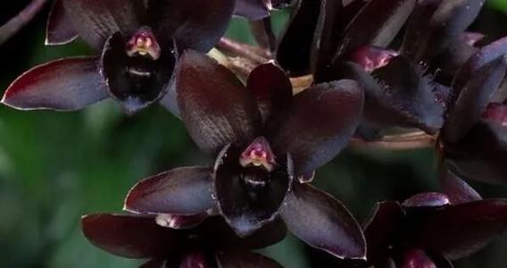 两白一黑的花代表什么？花语含义有哪些疑问？