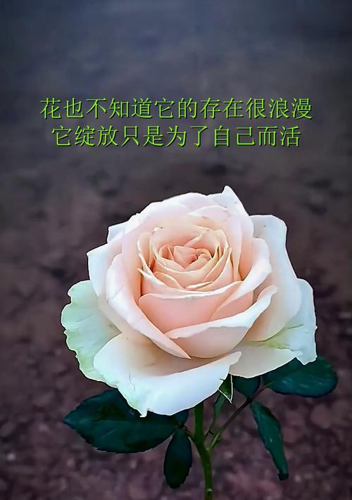 象征着为自己而活的花是什么花？寻找代表自我生活的花卉象征意义？