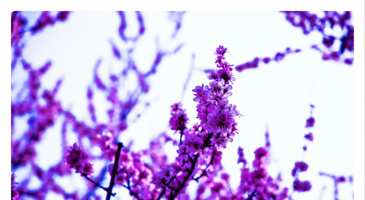 象征着为自己而活的花是什么花？寻找代表自我生活的花卉象征意义？