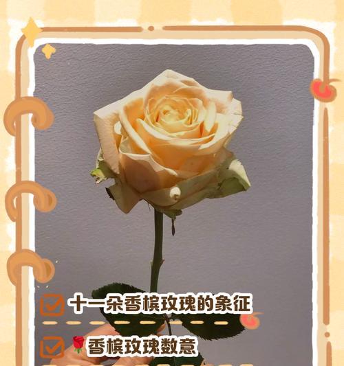 香槟玫瑰的花语是什么意思？如何正确解读？