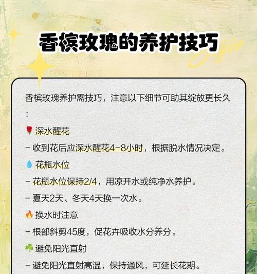香槟玫瑰的花语是什么意思？如何正确解读？