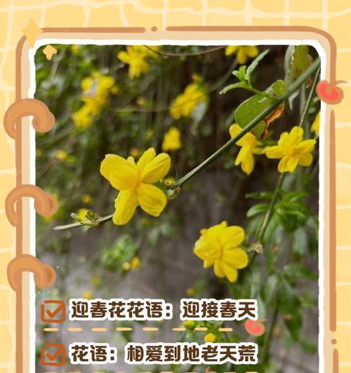 什么花代表放弃？揭秘花语背后的情感含义？