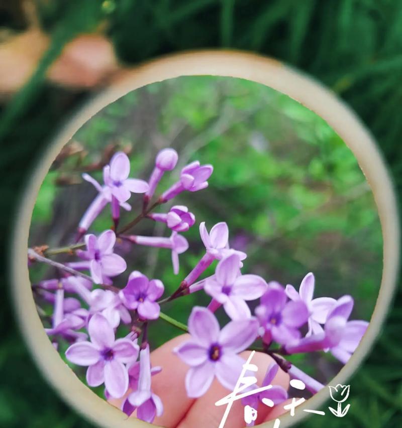 五一节送什么花最有意义？五一花卉的寓意有哪些？