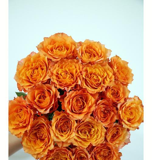 象征自由和爱情的玫瑰花是什么？玫瑰花的花语有哪些含义？