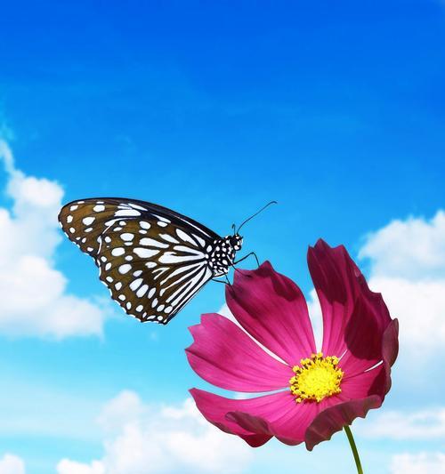 象征自由灵魂的花是什么花？这种花的花语有何深意？