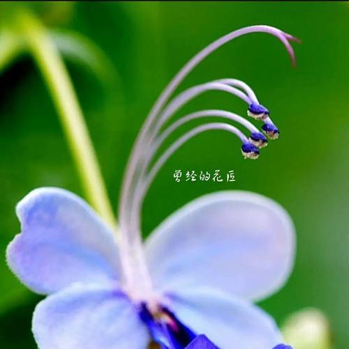 象征自由灵魂的花是什么花？这种花的花语有何深意？