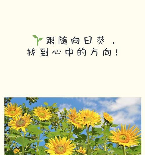 正能量花的寓意象征是什么？如何用正能量花表达正面情感？