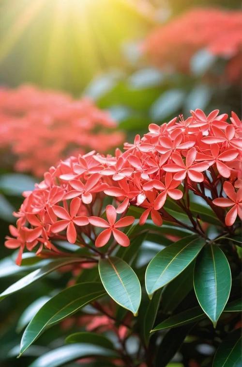 象征热烈而自持的花是什么花？这种花的花语有哪些含义？