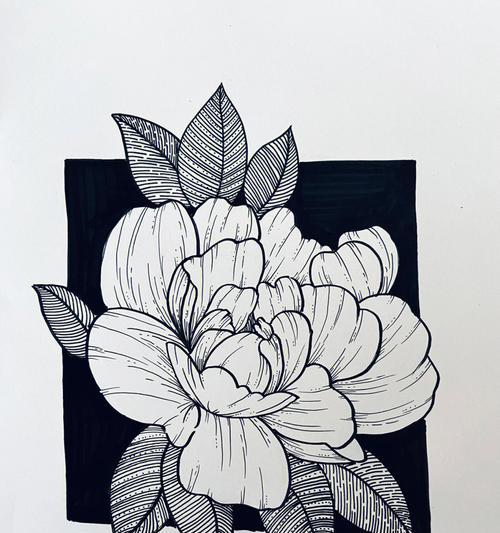 黑白的花代表什么含义？黑白花语有哪些常见问题解答？