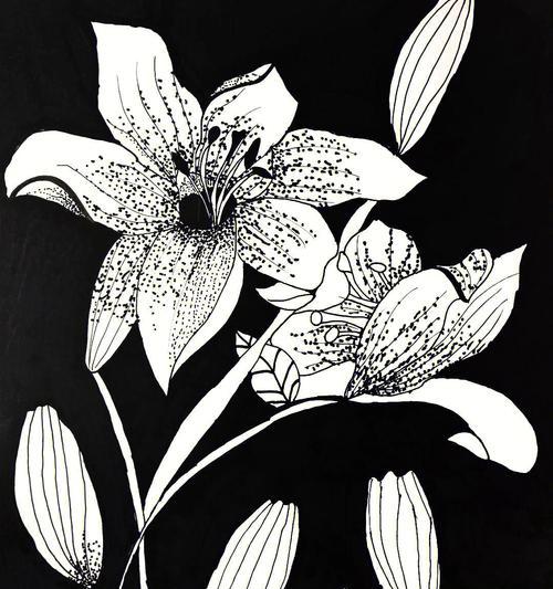 黑白的花代表什么含义？黑白花语有哪些常见问题解答？