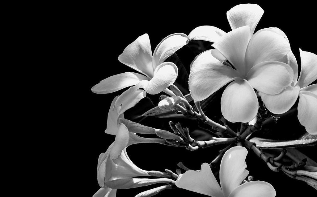 黑白的花代表什么含义？黑白花语有哪些常见问题解答？
