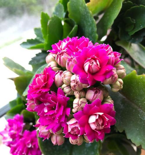 师生寓意的花是什么花啊？哪种花象征着师生情谊？
