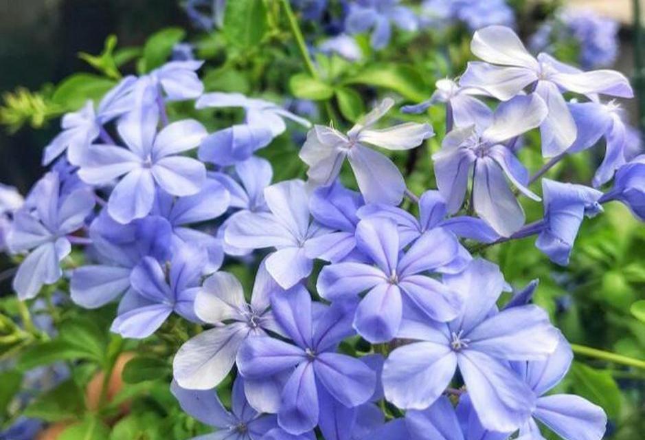 什么蓝色的花象征幸福？蓝色花的幸福含义是什么？