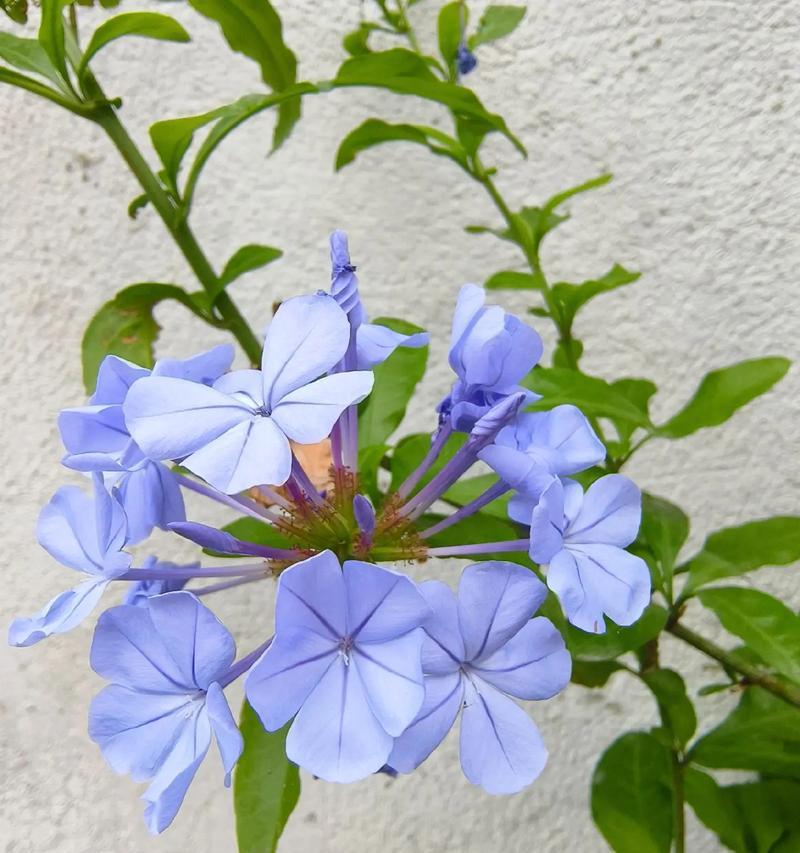 什么蓝色的花象征幸福？蓝色花的幸福含义是什么？