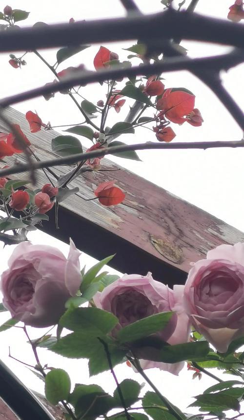 母爱象征的花是什么？哪种花最能代表母亲的爱？