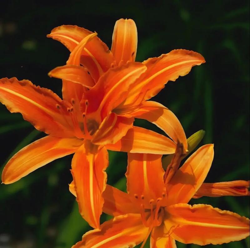 母爱象征的花是什么？哪种花最能代表母亲的爱？