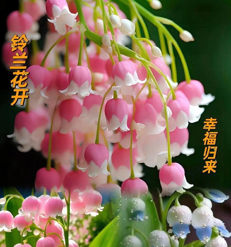 六月初花的寓意是什么？各种花卉代表的含义有哪些？