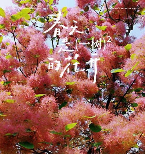 什么花象征和谐友善的爱情？揭秘和谐爱情的花卉代表