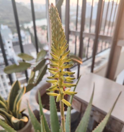 芦荟的花语代表什么？芦荟的寓意有哪些？