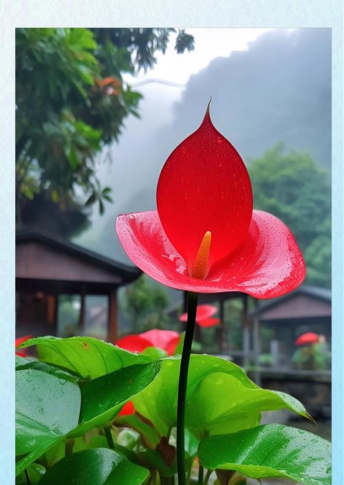 马蹄莲花语代表什么含义？如何正确解读马蹄莲的花语？