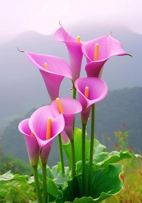 马蹄莲花语代表什么含义？如何正确解读马蹄莲的花语？