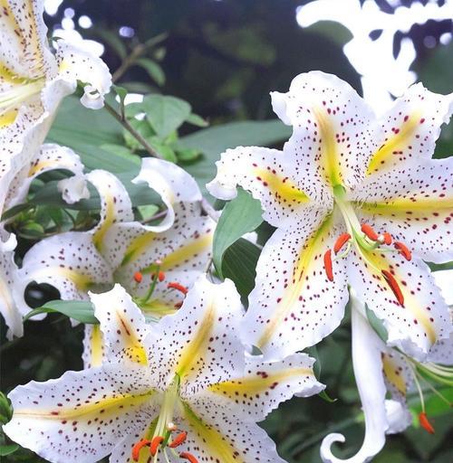 象征着爱慕的花是什么花？哪种花最能代表爱情？