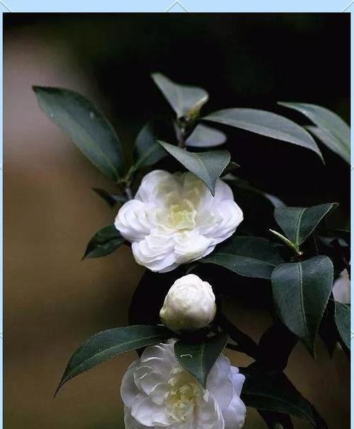 象征着爱慕的花是什么花？哪种花最能代表爱情？