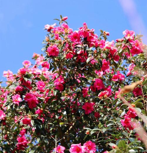 山角的花代表什么？山角花的寓意和象征意义是什么？