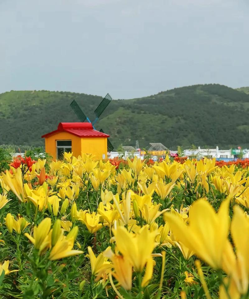 山角的花代表什么？山角花的寓意和象征意义是什么？