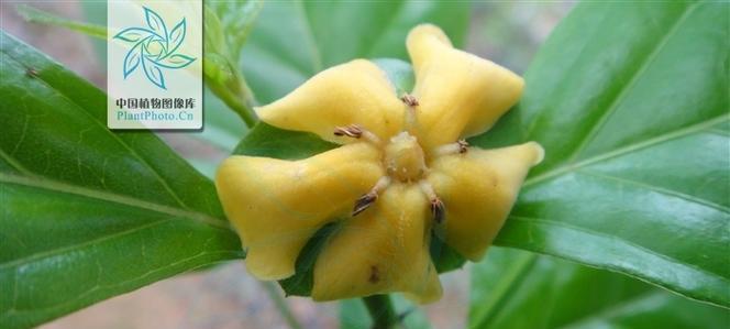 山角的花代表什么？山角花的寓意和象征意义是什么？