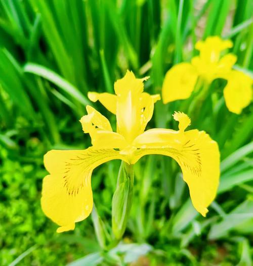 象征回忆的黄色的花是什么花？这种花的花语有哪些含义？